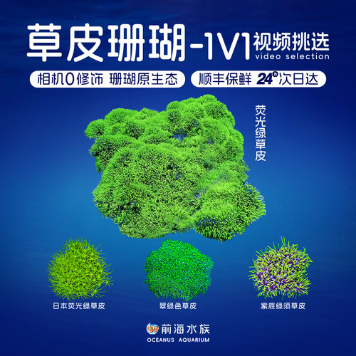 荧光绿草皮珊瑚LPS软体