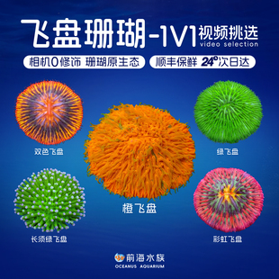 短须飞盘珊瑚活体活物长须飞盘观赏海水鱼缸软体LPS彩虹双色飞盘