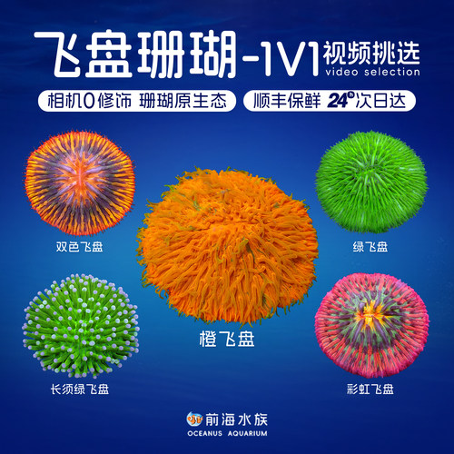 飞盘长须软体LPS彩虹珊瑚活体