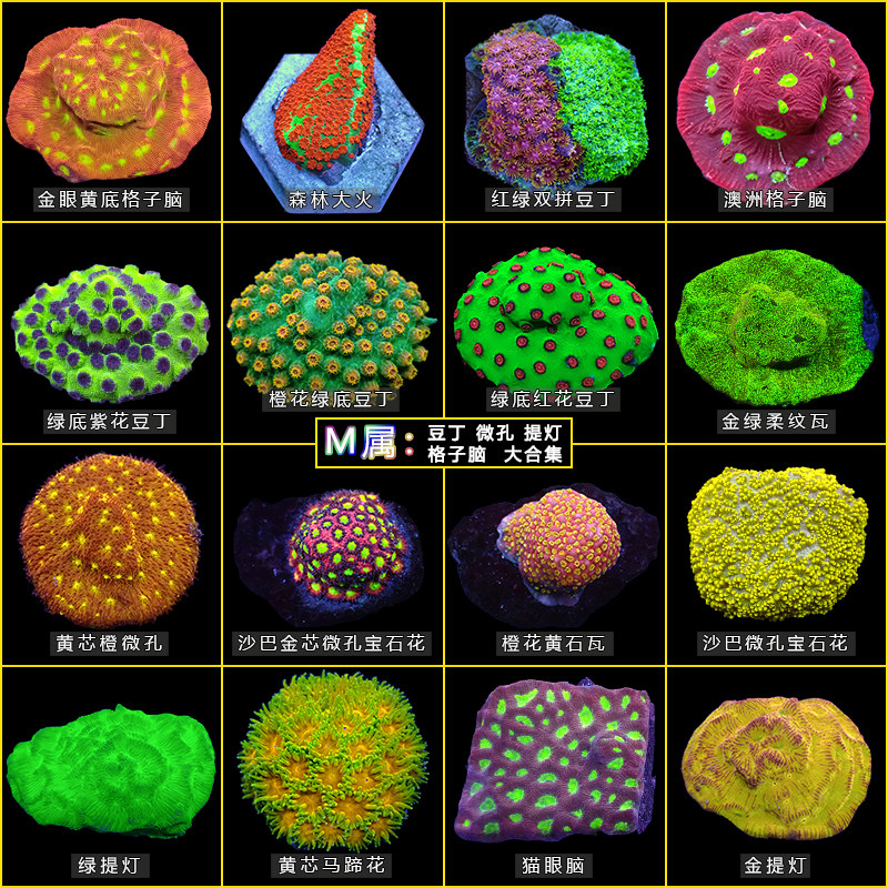 M属马蹄花森林大火红绿豆丁提灯格子脑调色盘活体海水鱼珊瑚硬骨 广州前海水族 淘优券