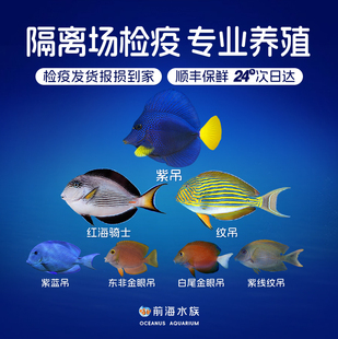 紫吊紫蓝吊纹吊红海骑士金眼吊白尾吊海水观赏鱼海缸已检疫秒颗粒