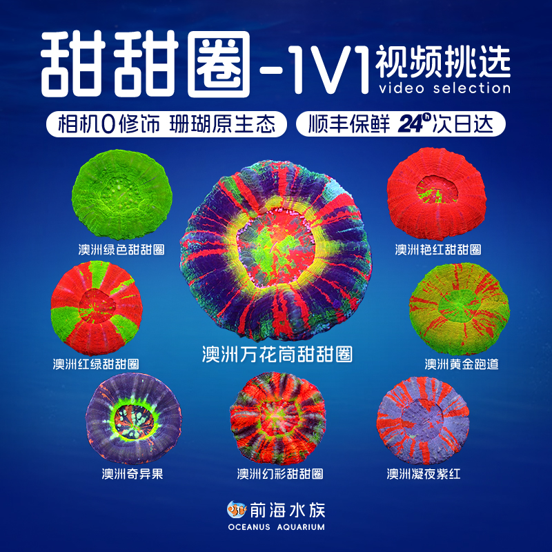 澳洲甜甜圈奇异果脑类珊瑚活体