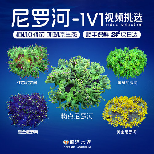 尼罗河珊瑚荧光绿长须前海水族