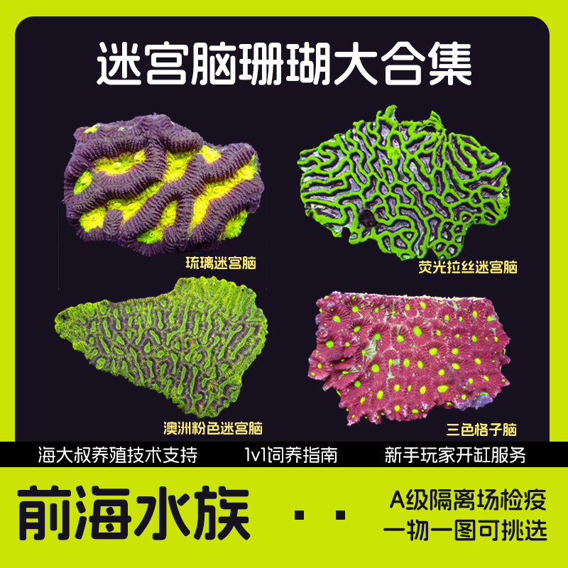 马蹄森林火红绿豆提灯格子活体