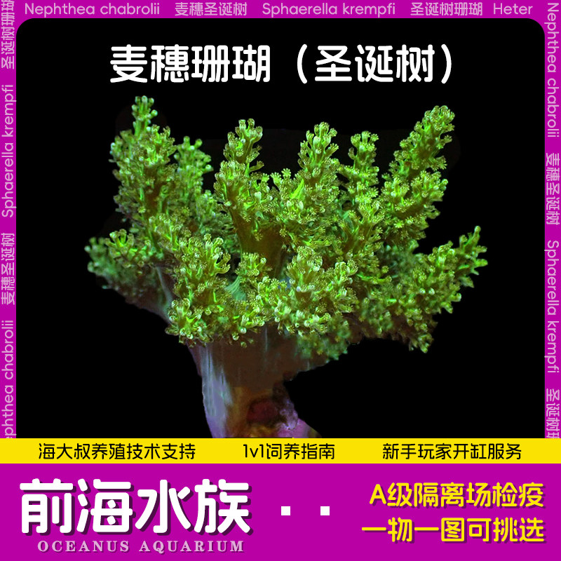 人工日本麦穗圣诞树珊瑚 lps活体皮革珊瑚海水鱼缸生物前海水族