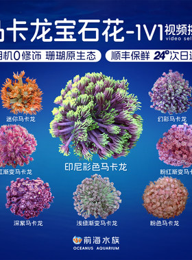 马卡龙宝石花幻彩宝石LPS珊瑚