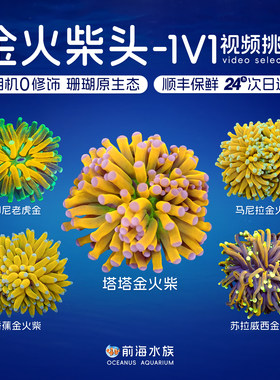 金火柴头珊瑚老虎印尼沙巴马尼拉