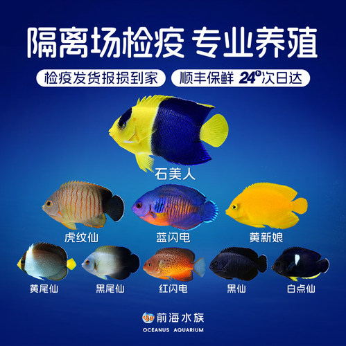 白点仙黄新娘闪电虎纹检疫海水鱼