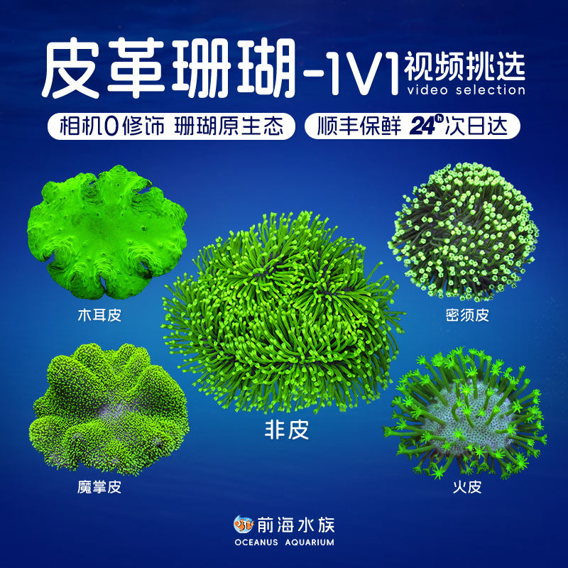 皮革珊瑚长须花环木耳手指海绵