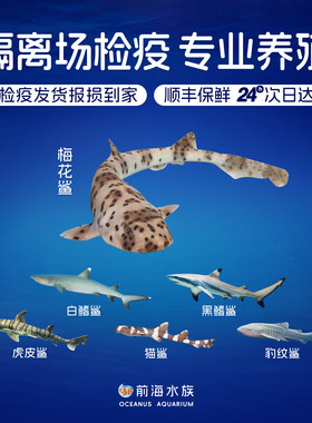 海水鱼海水鱼观赏鱼鲨鱼活体