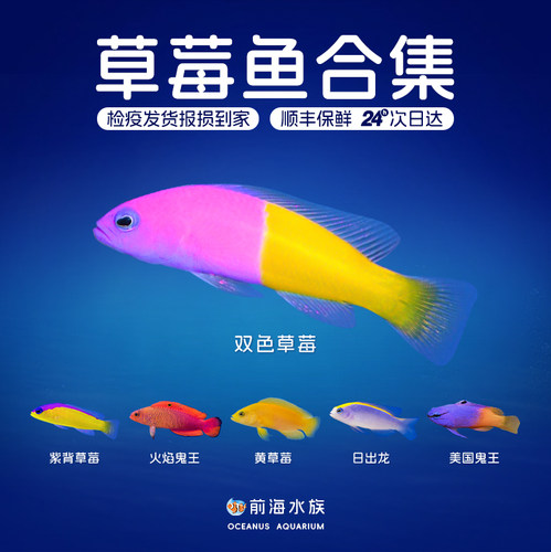印尼双色紫草莓检疫海水观赏鱼