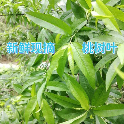驱虫猫狗跳蚤现摘新鲜桃树叶中药材桃树枝去邪清热怯湿止痒毛桃叶