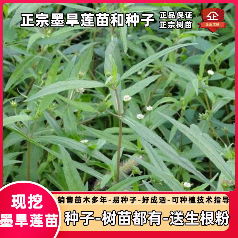 墨旱莲苗墨旱莲种子新采种子
