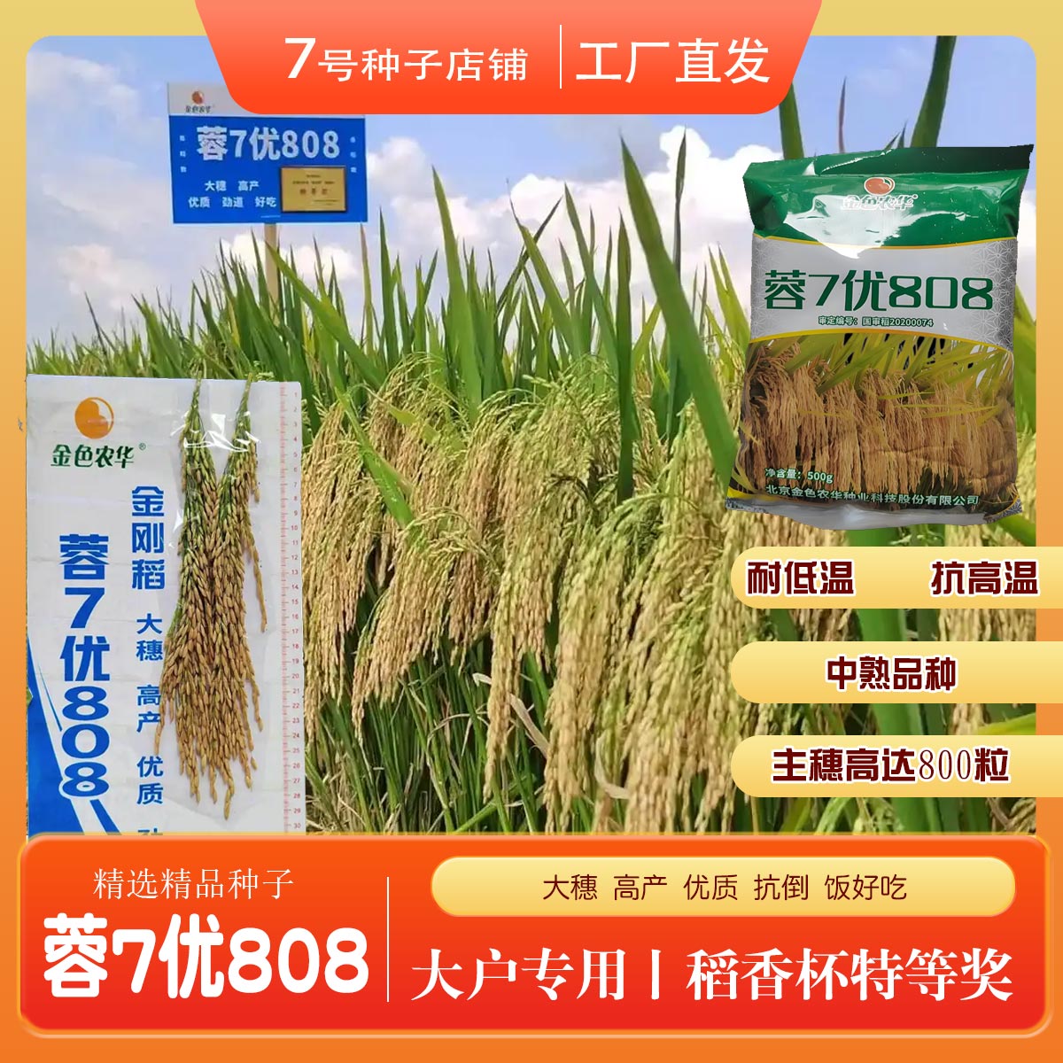 蓉7优808蓉七优高产大穗优质香稻高粱高稻一尺香稻瀑布稻