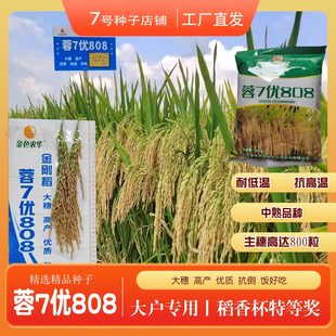 蓉7优808蓉七优高产大穗优质香稻高粱高稻一尺香稻瀑布稻