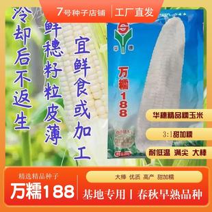 万糯2000现货万糯188白糯玉米特大甜糯型香甜万糯玉米种子新货到