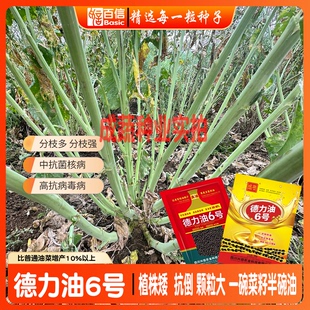 德力油6号油菜籽种子抗倒分枝多高抗病优质农作物种子