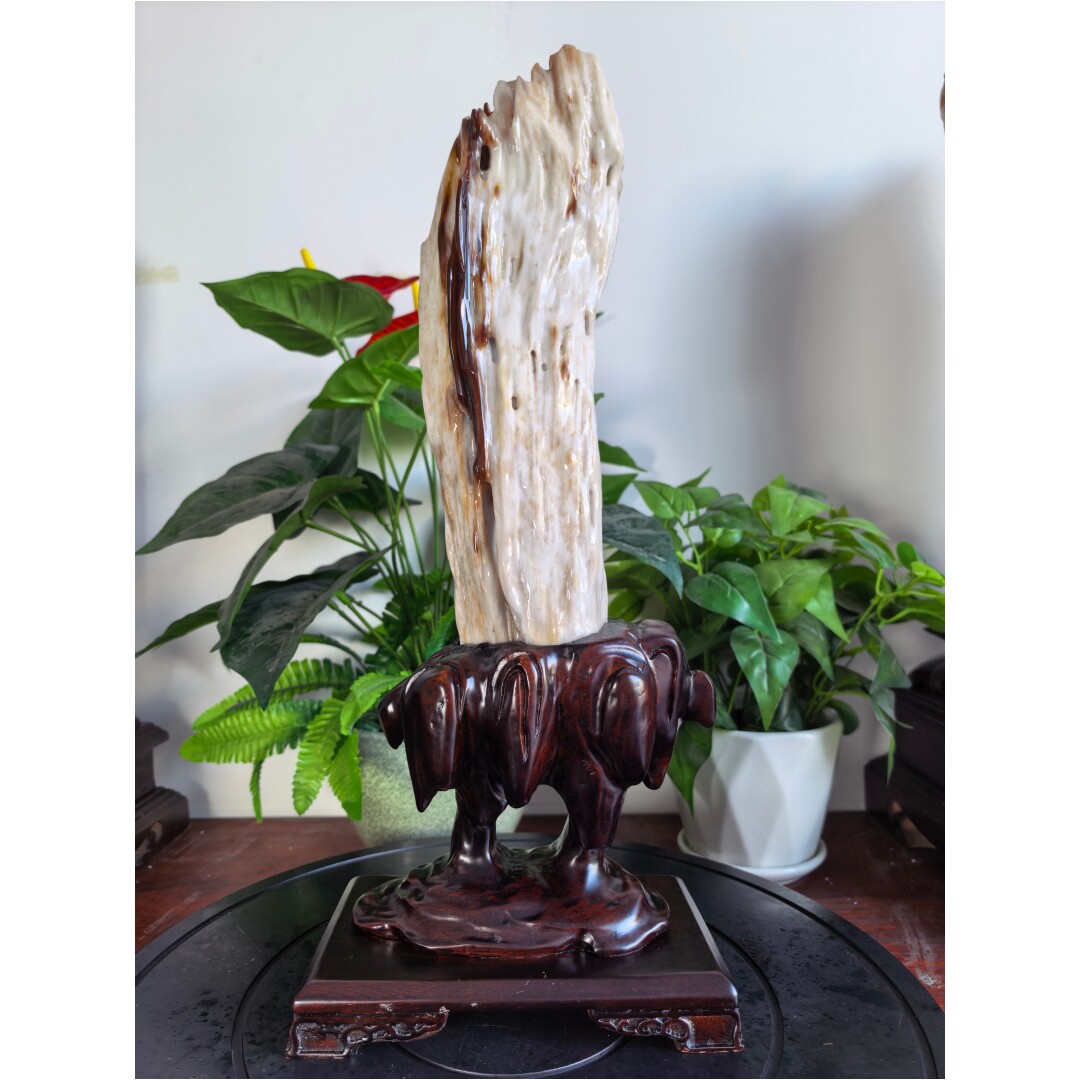 特价缅甸树化玉天然木化石冰种硅化玉原石客厅奇石收藏树化石摆件
