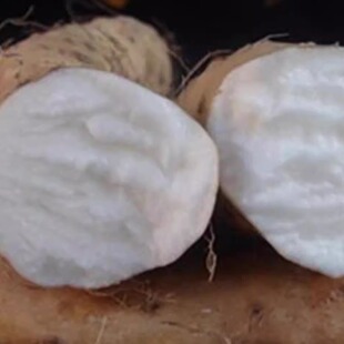 湖北省恩施利川正宗团堡高山山药 面山药10斤包邮新鲜山药 热销