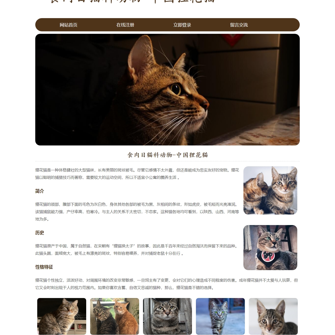 PHP宠物网页设计制作成品PHP动态网页 中国狸花猫5页注册登录留言