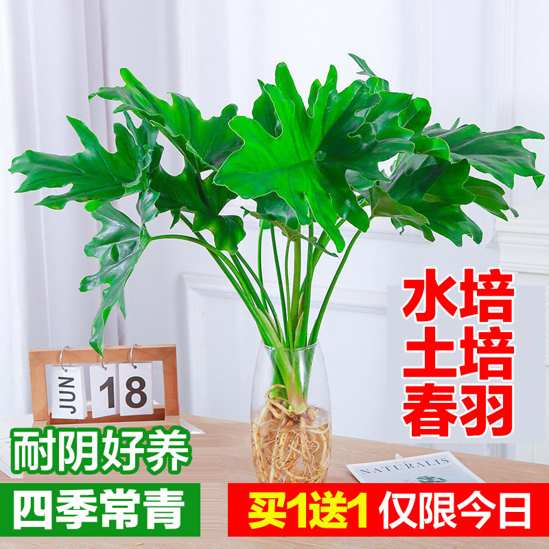 水培植物春羽盆栽蔓绿绒室内龟背竹春雨绿植常青绿萝好养办公桌面