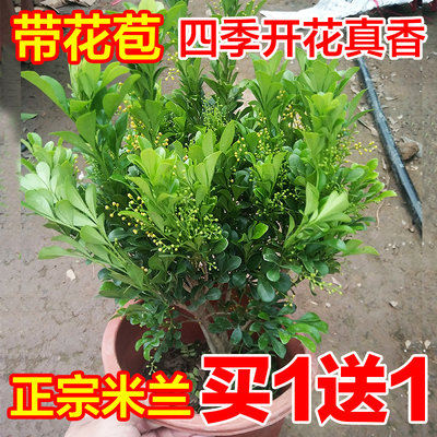 芳香四季开米兰花阳台净化空气