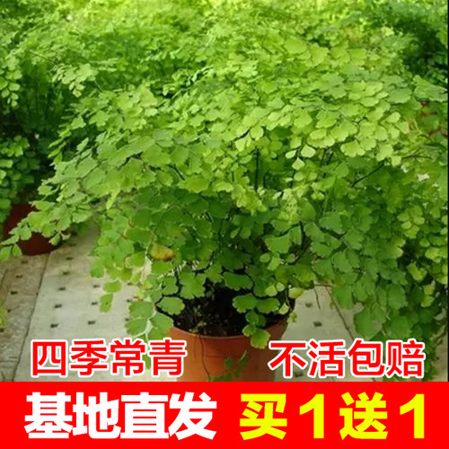 铁线蕨室内耐阴四季常青好养活