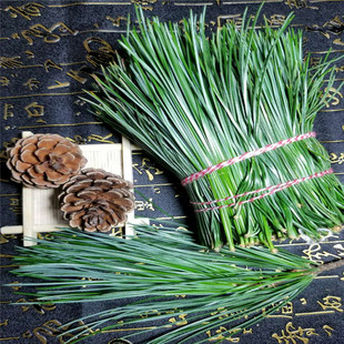 东北长白山新鲜五叶松针五针松红松油松非马尾松一斤包邮