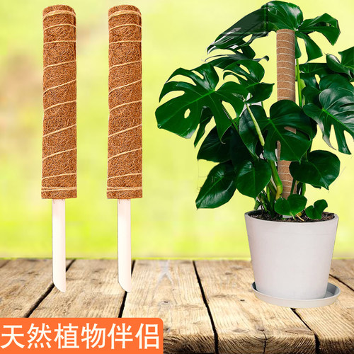 绿萝棕柱攀爬植物支撑龟背竹