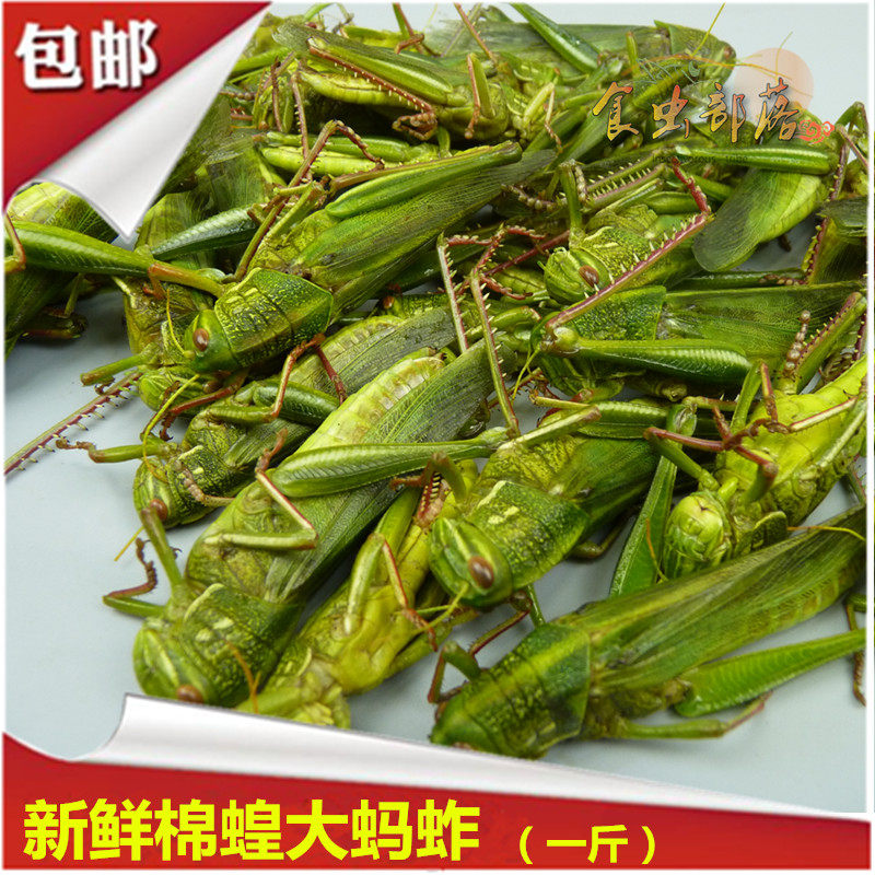 新鲜蚂蚱蹬倒山大蚂蚱绿色蚱蜢蝗虫生鲜冷冻发货500克食虫部落