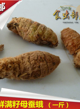 新鲜母蚕蛾带籽柞树蚕蛹蛾生鲜冷冻运输营养食用昆虫一斤冷冻运输