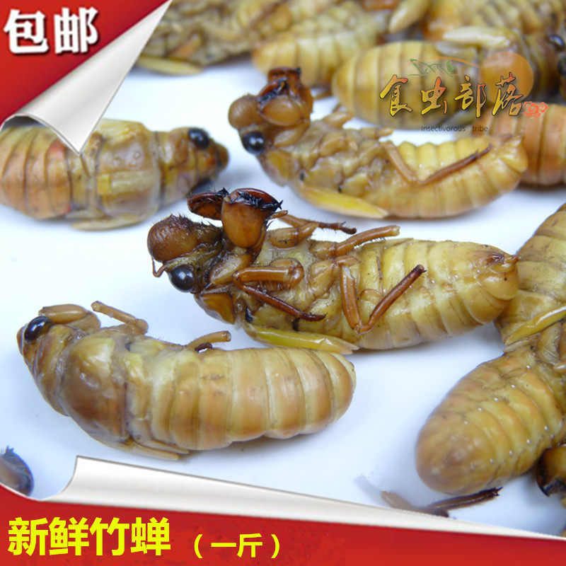 小金蝉爬叉高蛋白新鲜新鲜蝉蛹