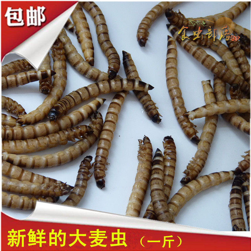 大麦虫新鲜昆虫美食虫子冷冻发货一斤油炸昆虫好吃