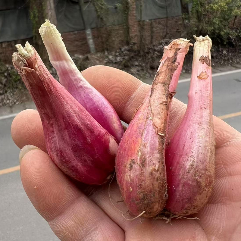 四川小香葱干红葱头种植炸油食用
