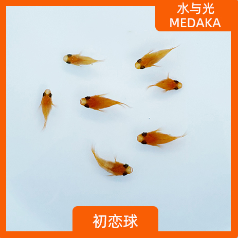 观背青鳉红帝新手不打氧淡水迷你