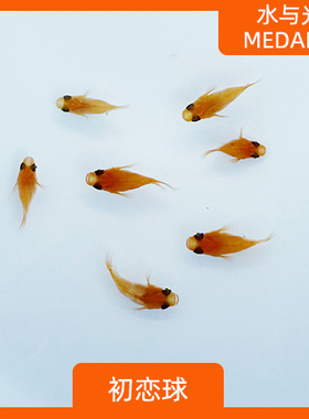 观背青鳉初恋球体长鳍红帝新手可孵卵不打氧淡水冷水小型观赏鱼短