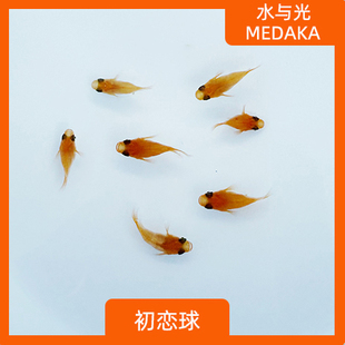 观背青鳉初恋球体长鳍红帝新手可孵卵不打氧淡水冷水小型观赏鱼短