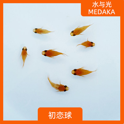 观背青鳉初恋球体长鳍红帝新手可孵卵不打氧淡水冷水小型观赏鱼短