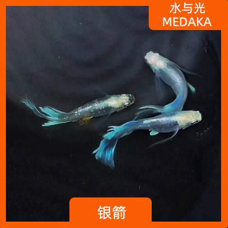 观背青鳉鱼银箭观背青锵淡水冷水群游鱼繁殖组好养耐活无需打氧