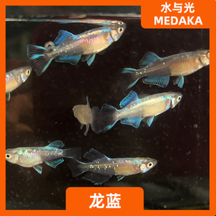 观背青鳉龙蓝侧观品种新手可孵化卵不打氧淡水冷水小型观赏青锵原
