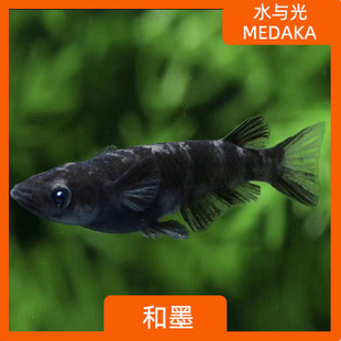 观背青鳉鱼和墨观背青锵淡水冷水群游鱼繁殖组好养耐活无需打氧