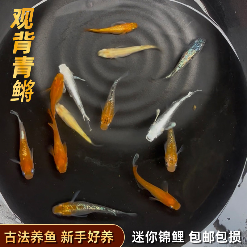 精品星光观背青鳉苗耐活青锵鱼不打氧淡水冷水观赏青锵鱼原生古法