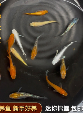 精品星光观背青鳉苗耐活青锵鱼不打氧淡水冷水观赏青锵鱼原生古法