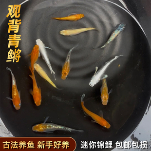 精品星光观背青鳉苗耐活青锵鱼不打氧淡水冷水观赏青锵鱼原生古法