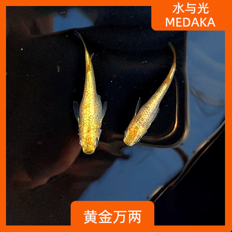 观背青鳉鱼黄金万两观赏青鳉淡水冷水群游鱼繁殖组好养耐活不打氧