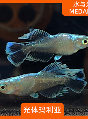 观背青鳉鱼光体玛利亚观背青锵龙蓝淡水冷水群游鱼繁殖组好养耐活