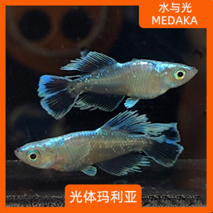 观背青鳉鱼光体玛利亚观背青锵龙蓝淡水冷水群游鱼繁殖组好养耐活