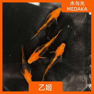 观背青鳉鱼乙姬观背青锵淡水冷水群游鱼繁殖组好养耐活无需打氧