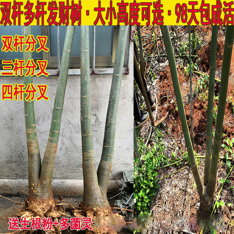 绿植双杆分叉前台大型盆景发财树