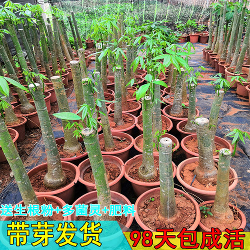 绿植单杆步步高办公开业发财树